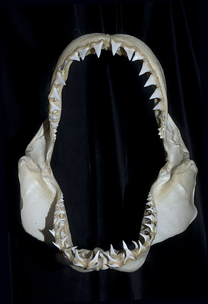 Pictures of shark teeth and shark Jaws.